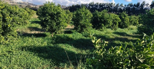 Vente Terrain Agricole Alger Bab Ezzouar