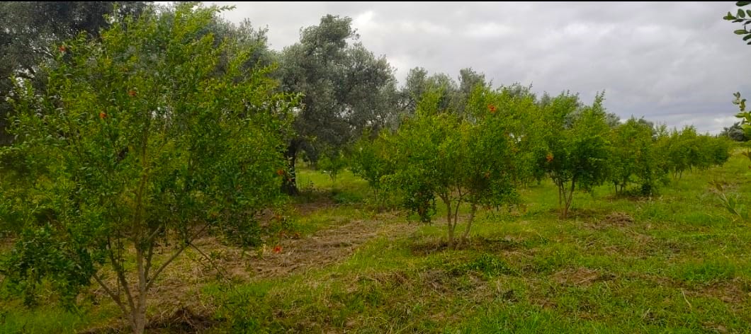 VENTE DEUX TERRAINS AGRICOLES EN CONCESSION